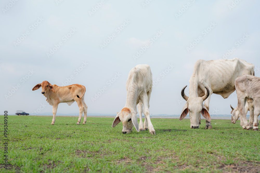 Fototapeta premium large herd of white cow in green grassy meadow under blue sky with white clouds. 