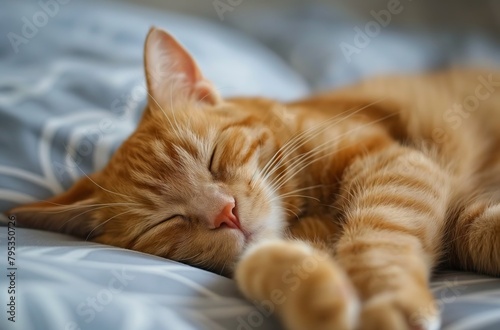 Sleeping orange tabby cat © Victoria