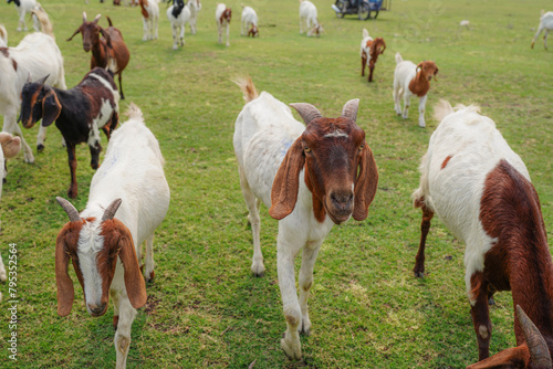 large herd of white goats in green grassy meadow under blue sky with white clouds. Dairy goats grazing in a field.
