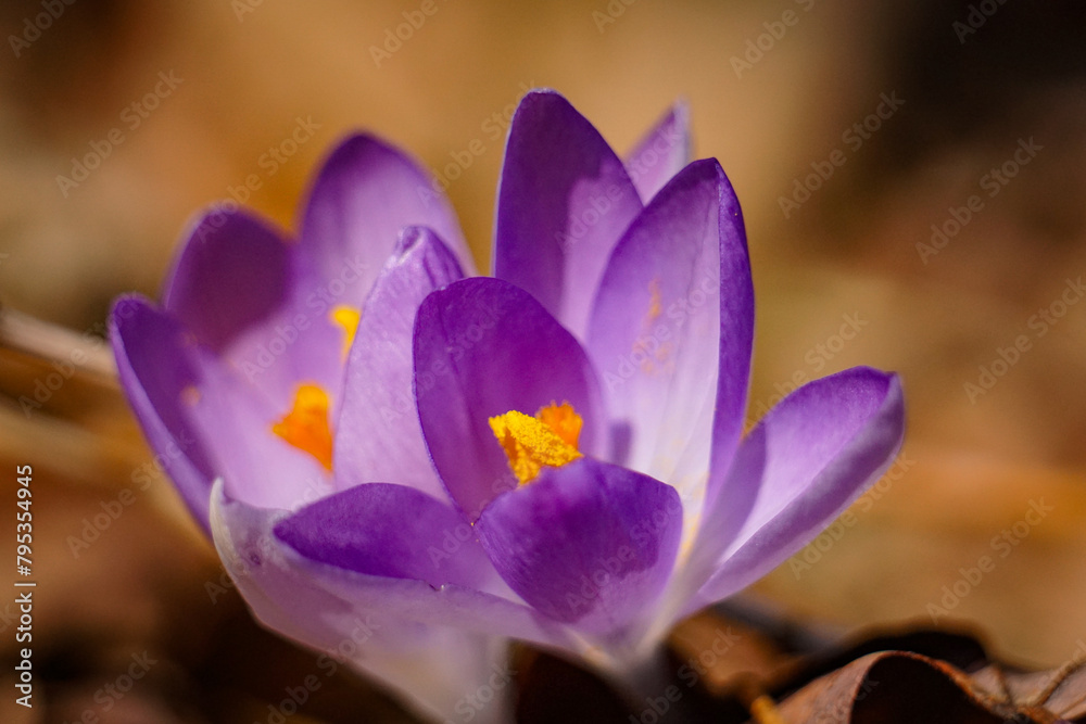 Purple Crocus Flowers Bloom in Spring, Springtime Blooming Flowers, Macro Close-Up Photo Purple Crocus Flowers Bloom in Spring, Springtime Blooming Flowers, Macro Close-Up Photo