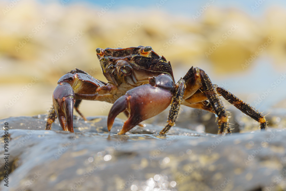 Colorful stone crab Eriphia verrucosa goes to the water on the coastal rocks. Selective focus image. Close up view. Colorful stone crab Eriphia verrucosa goes to the water on the coastal rocks. Selective focus image. Close up view.