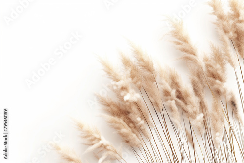 Flowers composition. Pampas grass on a white background. Flat lay  top view