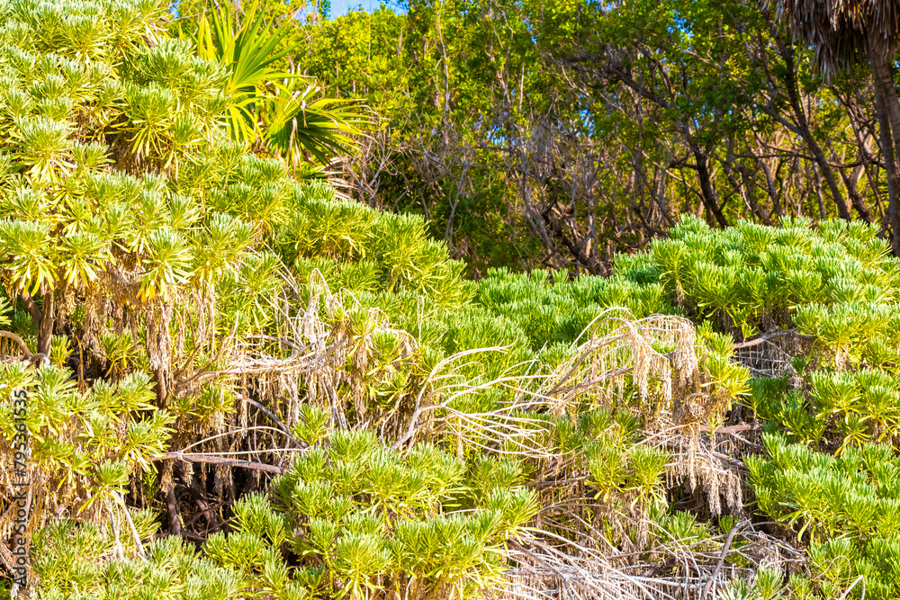 Caribbean beach nature palm trees plant jungle forest nature Mexico. Caribbean beach nature palm trees plant jungle forest nature Mexico.