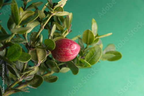 Foliage and fruit of Natal Plum, Carissa macrocarpa, on  green background photo