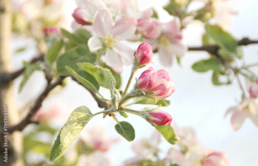 Obraz premium Apple blossom branch, evening light