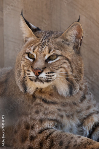 Lynx, resting in the shade 