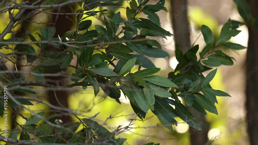 ripresa video in tempo reale con inquadratura in primo piano dei rami di vari alberi, in parte spogli e in parte pieni di foglie verdi, mossi da un vento forte, di giorno con sfondo sfuocato