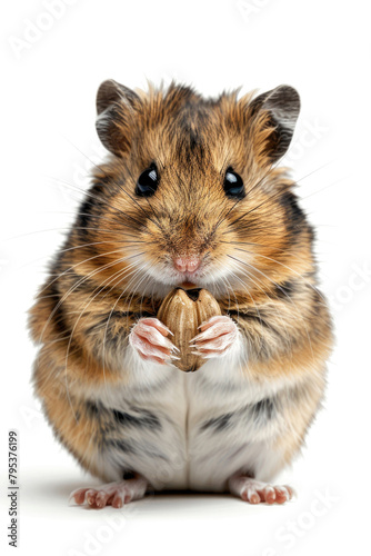A hamster holding a sunflower seed