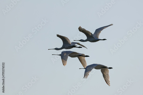 Flock of birds Eurasian spoonbill (Platalea leucorodia) migrating
