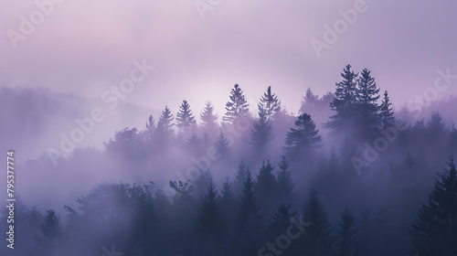 a foggy forest with tall and green trees under a gray sky