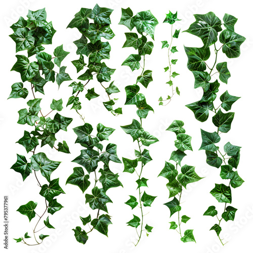 set of green ivy leafs on white background  cutout