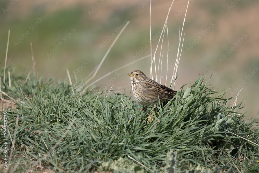Emberiza calandra bird Emberiza calandra bird