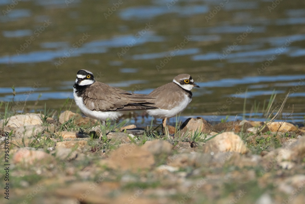 Obraz premium Two little ringed plover