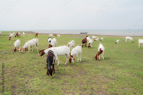 large herd of white goats in green grassy meadow under blue sky with white clouds. Dairy goats grazing in a field. photo