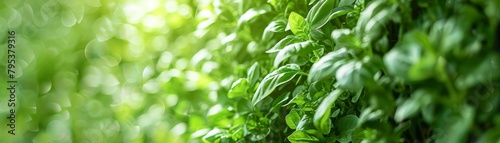 A close-up image of a basil plant with a blurred background.