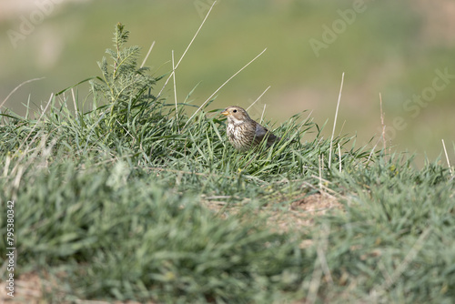 Emberiza calandra bird photo