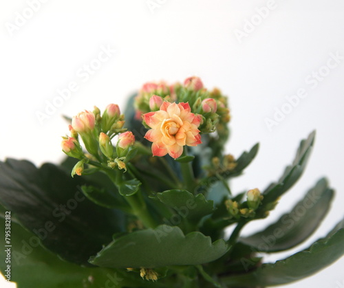 Kalanchoe plant with orange flowers, Kalanchoe blossfeldiana, on white background
