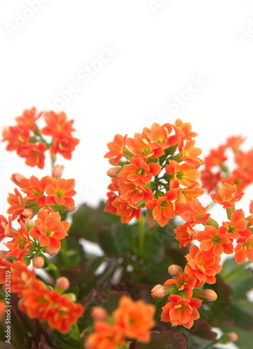 Kalanchoe plant with orange flowers, Kalanchoe blossfeldiana, on white background