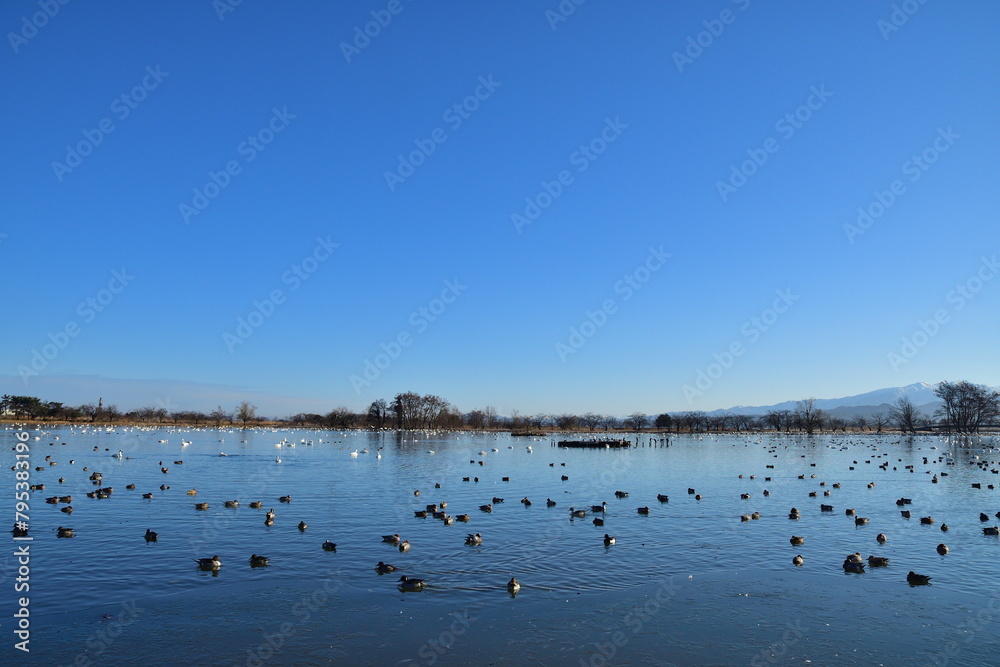 冬の瓢湖（新潟県）