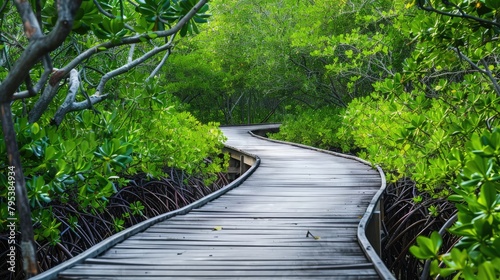 wooden boardwalk winding through a mangrove forest, offering a peaceful journey through diverse ecosystems.