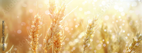 Nature's symphony: soft bokeh illuminates isolated ears of wheat in motion. © oraziopuccio