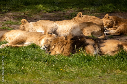 afrikanische Löwen photo