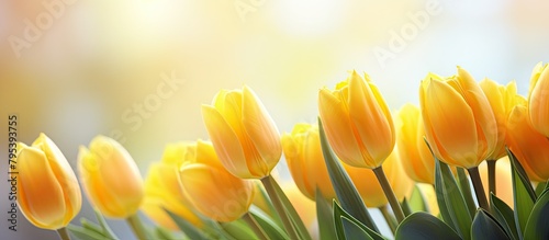 Yellow tulips in vase with green stems