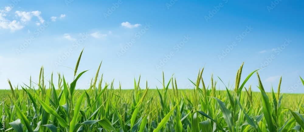 Fototapeta premium Field of lush grass under clear blue sky