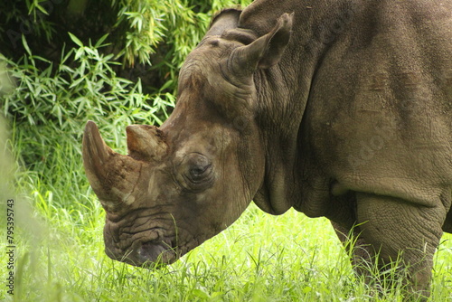 Rinoceronte photo