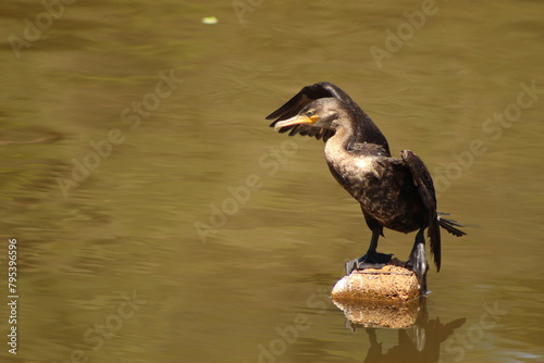 Biguá photo