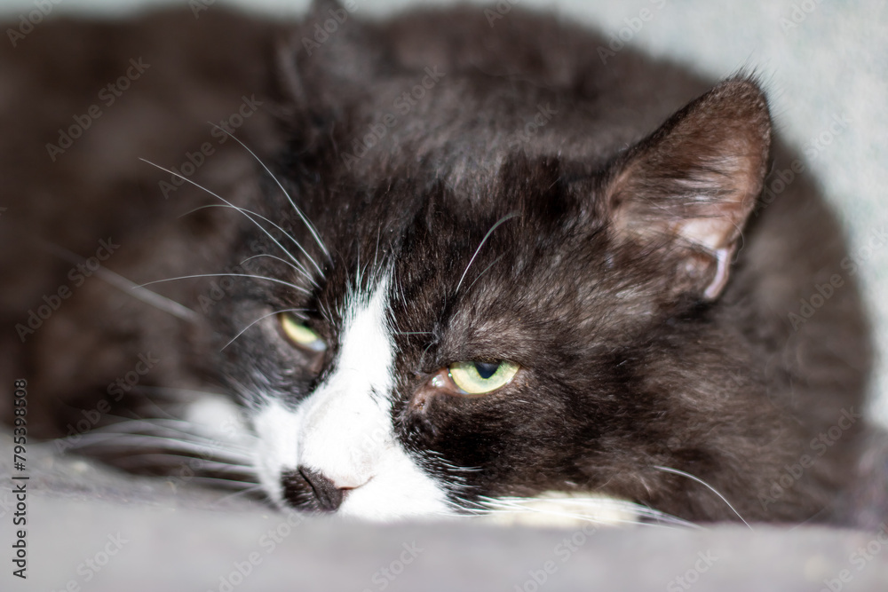 A photo of a small Felidae cat with green eyes A photo of a small Felidae cat with green eyes