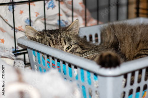 A Felidae cat naps in a basket with closed eyes, a small carnivorous mammal