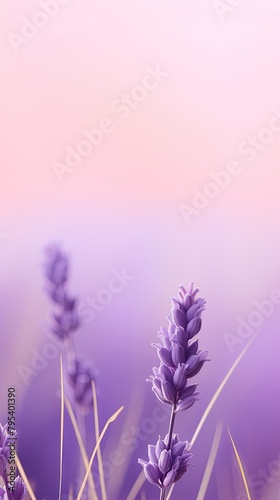 Lavender abstract nature blurred background gradient backdrop. Ecology concept for your graphic design  banner or poster blank empty with copy space 