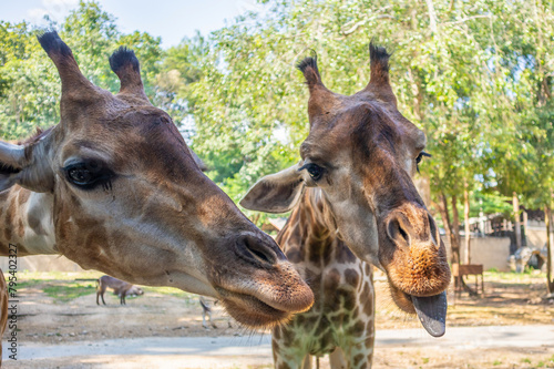 Giraffe long neck safari animal with green tree background © Piman Khrutmuang
