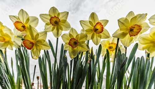 seamless pattern of daffodil flowers on white background beautiful yellow spring flowers generative ai