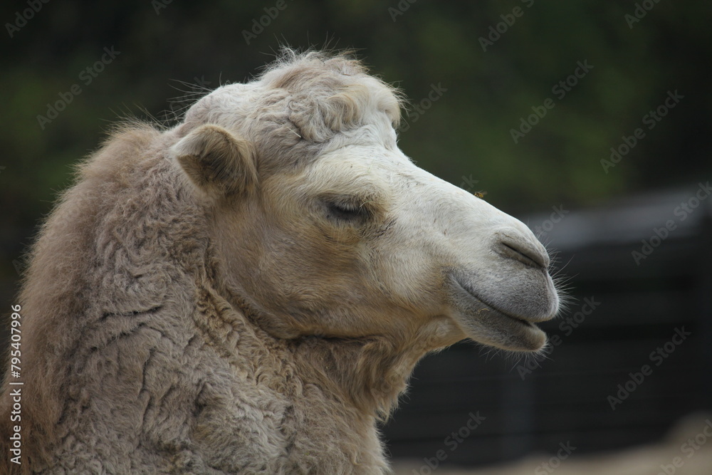 Fototapeta premium portrait of a camel