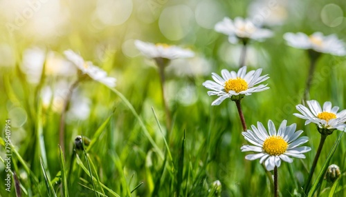 beautiful spring meadow with grass and flowers in sunlight background banner spring themed designs nature projects backgrounds greeting cards and floralthemed marketing materials photo