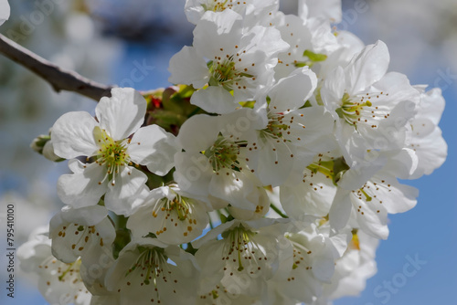 Biała chmura kwiatów czereśni. Piękne białe kwiaty drzewa owocowego na tle błękitnego wiosennego kwietniowego nieba.