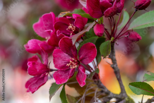 Czerwone kwiaty ozdobnej jabłoni (!?). Pięknie kwitnące kwiaty dekoracyjnego drzewa rosnącego na miejskim kwietniku.