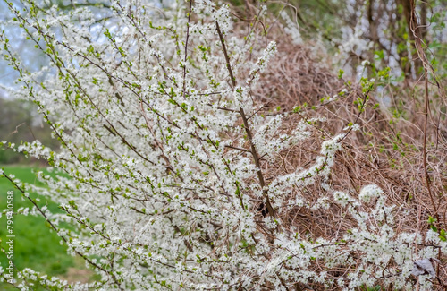 Biało kwitnące krzewy tarniny rosnące na brzegu kanału. Biała chmura kwiatów na ciernistych krzewach, rodzących owoce bogate w garbniki.