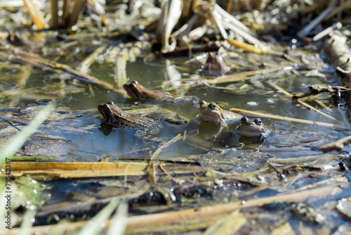 Canvas Print frogs in the swamp during mating season