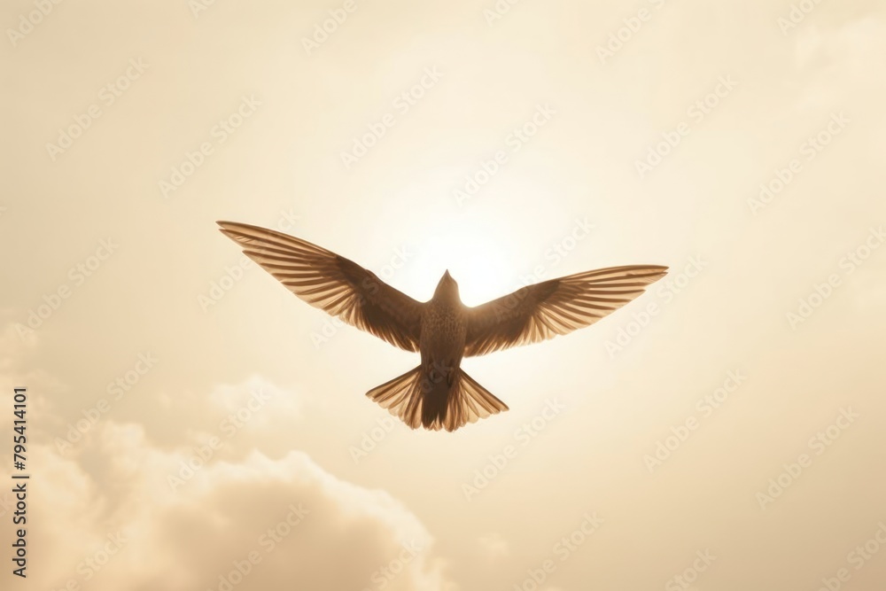 Fototapeta premium Aesthetic Photography bird flying animal sky wildlife.