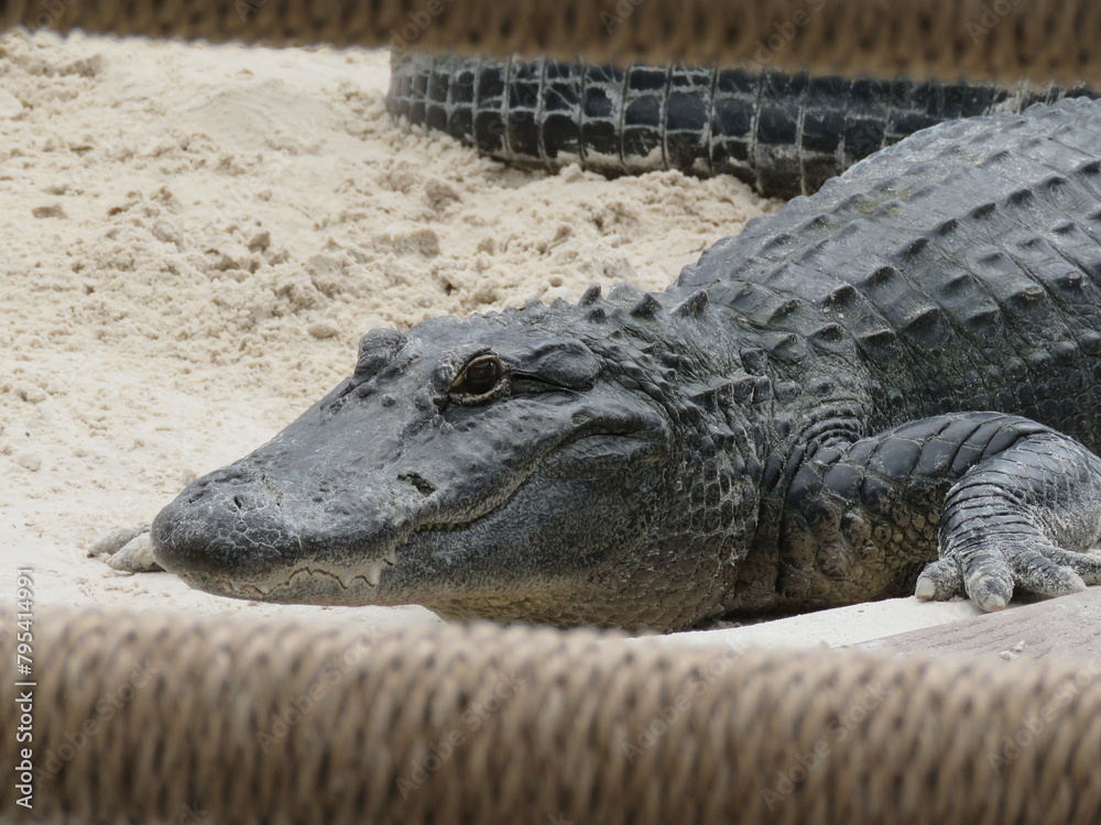 Obraz premium Alert Smiling American Alligator on Sand in Captivity Zoo Park