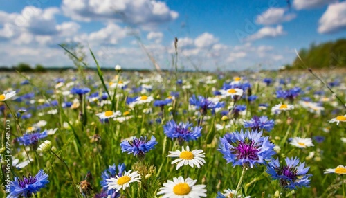 spring meadow with cornflowers and daisies