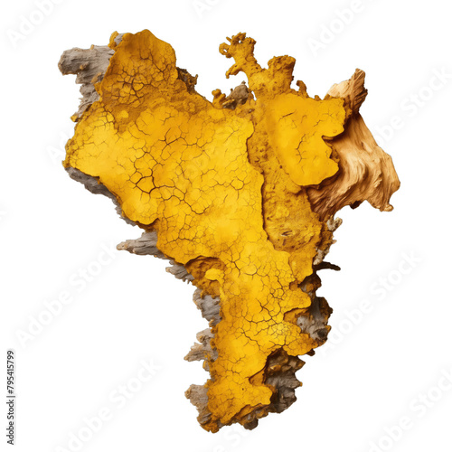 A piece of tree bark with yellow lichen on a white background