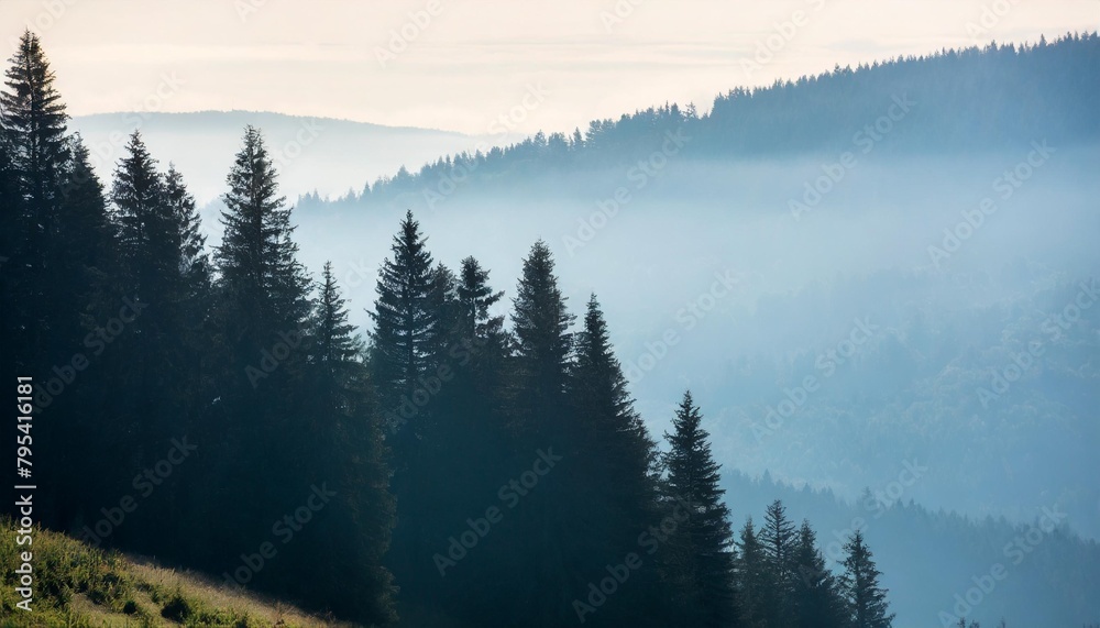 misty landscape with fir forest