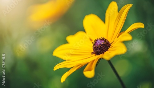 close up nature view of yellow flower under sun light natural green plants landscape using as a background or wallpaper