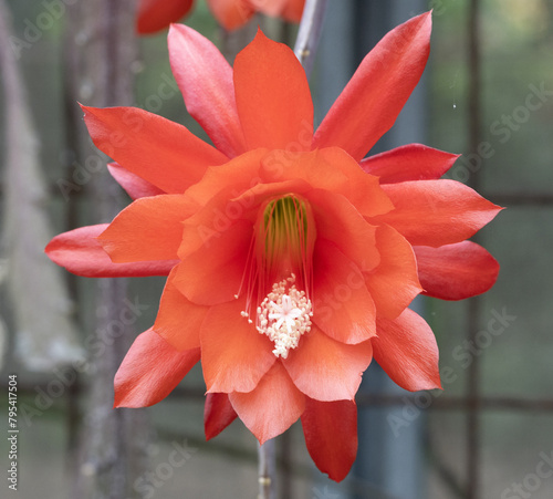 Disocactus ackermannii commonly called Red Orchid Cactus is an epiphytic cactus in the family Cactaceae, native to Mexico photo