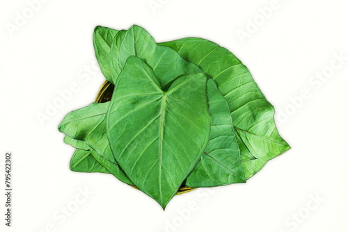  arvi patra or elephant leaves colocassia leaves for indian gujarati food patra snack also known in india as patra arbi leaves or taro leaves white background top view