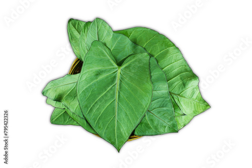  arvi patra or elephant leaves colocassia leaves for indian gujarati food patra snack also known in india as patra arbi leaves or taro leaves cutout in transparent background png format top view